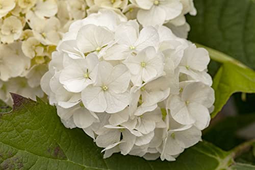 Hydrangea quercifolia 'Harmony' 80–100 cm – Winterhart, Mehrjährig, Pflegeleicht – Eichenblatthortensie – Blütenstrauch für Beet & Garten