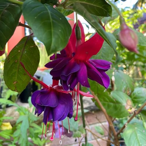 Fuchsiensamen winterharte stauden für pralle sonne schnittblumen frühblüher kräutersamen kräutergarten indoor garten hochbeet pflanzensamen zimmerpflanzen Fuchsien wildblumensamen 350samen