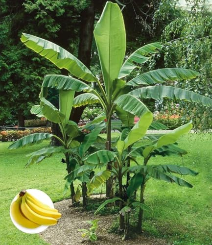 BALDUR Garten 2x Winterharte Banane 'grün', Pflanze im 12 cm-Topf | Faserbanane Bananenbaum Musa basjoo Bananenpflanze, mehrjährige winterharte Staude, Bananen-Früchte essbar