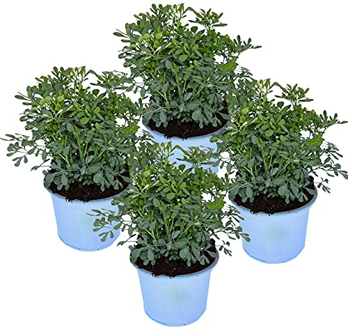 Ruda Pack de 4 Unidades de Ruta Graveolens Plantas Aromáticas de Exterior