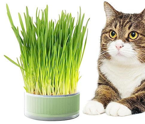 SKUDA Katzengras-Übertopf,Pflanzkasten, bodenfreier Katzenminze-Übertopf - Abnehmbare, bodenfreie Keimschale, Grasbox für Katzen, Hunde und andere Haustiere, Heimdekoration