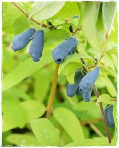 Planta de Arándano Siberiano LONICERA KAMTSCHATICA 'BALALAIKA' en maceta Ø 17 cm h. 50/60 cm