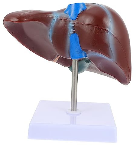 CHILDWEET Anatomisches Lebermodell Für Medizinische Lehre Lehrmodell Der Menschlichen Leber Normales Lebermodell Mit Basis Für Anatomie-unterricht