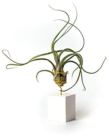 PLANDAIRE - Tillandsia Pseudobaileyi Zimmerpflanzen-Pflanzen-Pflanzenhalter (weiß)