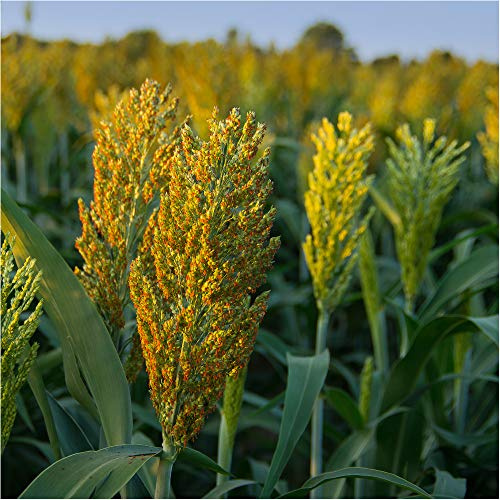 Sudangras GARDAVAN 25 kg Hirsegras Sorghum Futterpflanze Massebildung Biogas