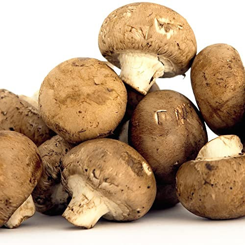 Festive Gift Windowsill Chestnut Mushroom Growing Kit Gift Easy for All to Grow Your Own Indoor Edible Fungi Includes Colonised Substrate Compost Tray and Lid 3-Litre Kit by Thompson & Morgan