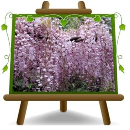 Wisteria Floribunda Rose glycine rose lilas - Plante grimpante sur pot 17 cm - hauteur 150-200 cm.