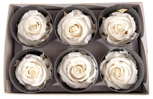Echte Infinity Rosenköpfe, konserviert, 5-6 cm Durchmesser, 6 Stück, haltbar bis zu 3 Jahren, für Basteln, Sträuße, Kränze, Hochzeiten, Valentinstag, Muttertag, Weihnachten (Weiß)