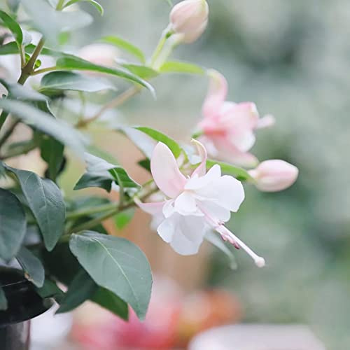 Fuchsien - bonsai - Seltene serie - winterharte fuchsien balkonpflanzen winterhart mehrjährig frühlingsblumen gartenblumen 100samen