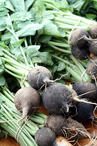 Seedeo® Rettich Wiener Runder Kohlschwarzer (Raphanus sativus L.)100 Samen BIO