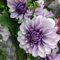 2 pz acquistare tuberi di dalia - bulbi di dalia - bulbi da fiore, fiori precoci, fiori per il balcone dalia lampadina della dalia fiori amichevoli per le, aiuola letto da balcone