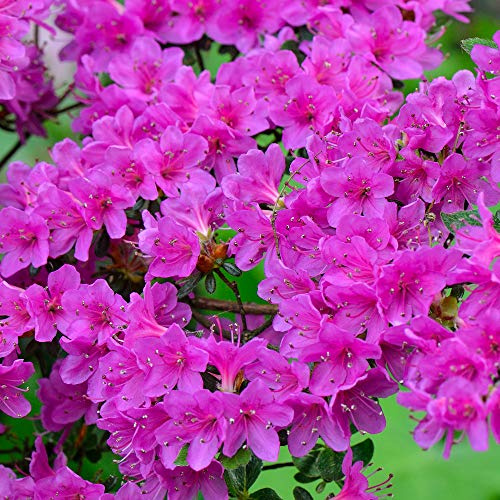 2 x Gardeners Dream Purple Azalee - Japanische Rhododendron Pflanze - Immergrüne Azalee Winterhart - Mehrjährig Blühende Winterharte Pflanzen für Garten im 9cm Topf - Winterharte Kübelpflanzen