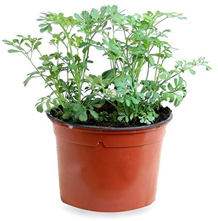 Sin marca Ruda (Maceta 10,5 cm Ø) - Planta Viva - Planta aromatica