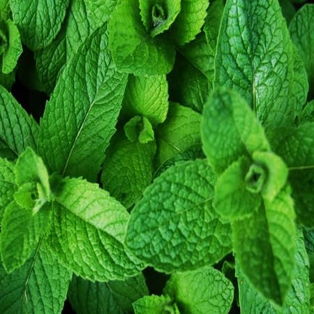 Nuovi semi di menta freschi 80 pezzi