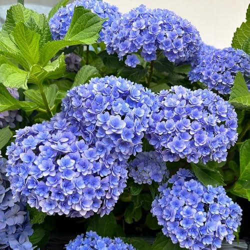 Semillas de hortensias resistentes - Cama elevada perennes para pleno sol de jardín balcón. 80pcs