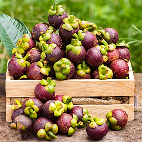 semi di Mangostano acquistare nano decorativi resistenti semi di giardino rocce espaldera 15pcs