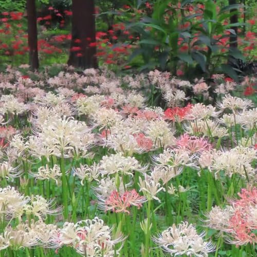 giglio ragno - Lycoris Radiata giardino decorazione balcone 15bulbi