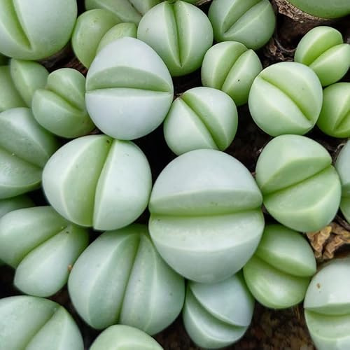 SUNNYPLANTS - Argyroderma Luckhoffii Samen - Lebende Steine, Sukkulenten Samen, 20 Stück