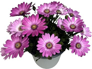 Margarita Dimorfoteca Planta Natural de Exterior Lila - Maceta de 14 cm - Flores Naturales para Terraza y Jardín