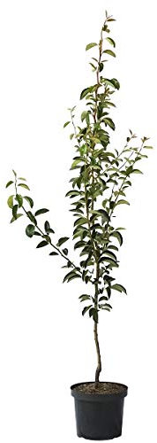 Birnenbaum Williams Christ Herbstbirne Tafelbirne Buschbaum 110-140 cm 7-10 Liter Topf Quitte A