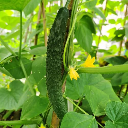 semillas de pepino orgánicas - jardín perennes resistentes interior para balcón 50pcs