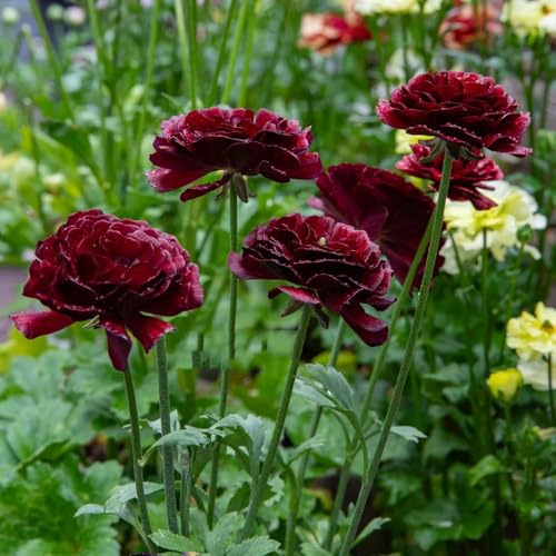 ranunkeln exotische zimmerpflanzen balkon deko kräutergarten topfpflanzen pflanzendeko dekopflanze dachbegrünung winterharte kübelpflanzen gartenblumen pflanztopf bonsai stauden 3zwiebeln