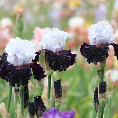 bulbos iris reverdecimiento de tejados de bonsái cama elevada prado interior Camas elevadas para el jardín balcón camas elevadas balcón prado 9pcs
