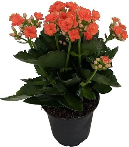 Kalanchoe Natural Planta con Hojas Carnosas Ideal para Decorar Cualquier Estancia del Hogar