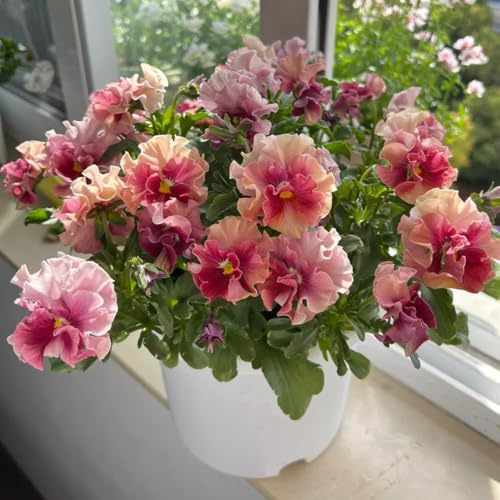 pensamiento semillas de silvestres semillas de exóticas en primavera jardín interior perennes resistentes para pleno sol 250pcs