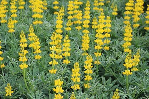 Lupine (Lupinus luteus) Samen (in gelb). Sehr guter natürlicher Gründünger! (500 Samen = 50,0g)