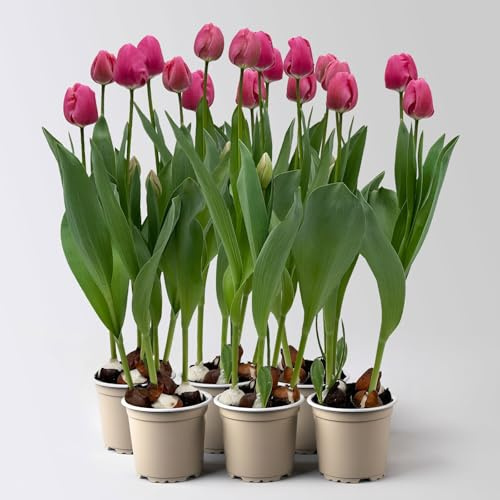 Tulpe rosa/pink, vorgetrieben, Topf-Ø 10 cm, 6 Pflanzen