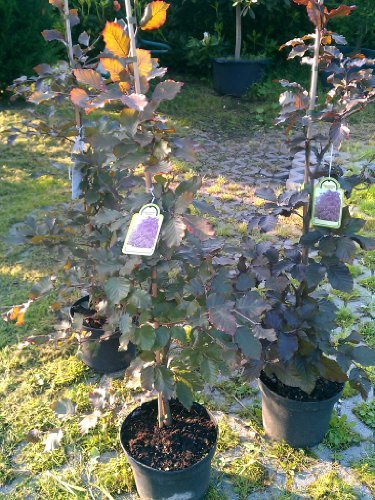 Blutbuche Fagus sylvatica purpurea 60-80 cm hoch im 3 Liter Pflanzcontainer