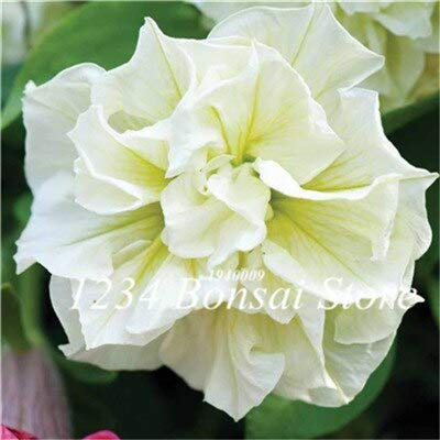 Doppelte Petuniensamen für den Garten, weiß, 50 Stück