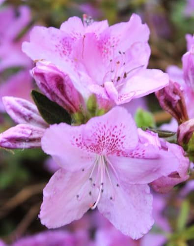 Rhododendron optusum japanische Azalee  Ledikanense  rosa - purpur 30-40 cm winterhart Freilandaufzucht