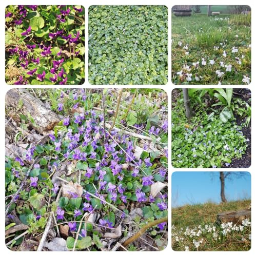 Semi di viola profumati,balcone serra,giardino interno Semi di,decorazione di davanzali,100pcs