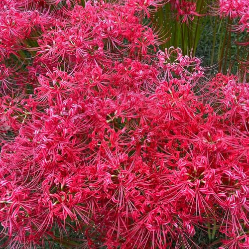 Bulbos de lirio araña - lycoris radiata - exóticas resistentes de sangre, ramo frescas, decorativas resistentes para 3pcs