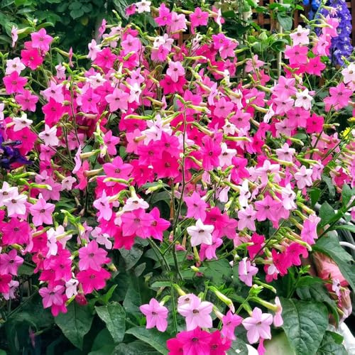 semi di tabacco - perenni resistenti giardino roccioso biologici vecchie varietà 50pcs