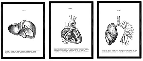 Parete Arte Set Di 3 Anatomia Poster Vintage Stile Parete Decorazioni Di Cuore Fegato E Polmoni Nero E Bianco Quadro Poster Stampe Decorazioni Senza Cornice 30×40cm×3 Pezzi