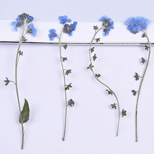 ZEYRU Vergissmeinnicht auf Stielen, getrocknete Blumen, natürlich, für botanische Lehrproben, 20 Stück – Originalblau