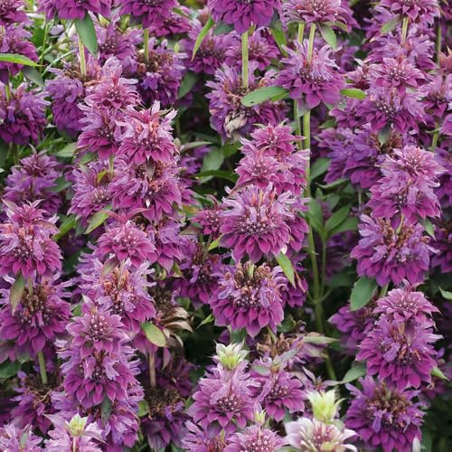 Monarda ‘Bergamo’. Plug Plant x 4. Perennial purple flowers. Bergamot, Bee Balm. Plants for pollinators. Available from Bedwen Plants