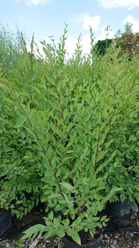 Wunderhecke sibirische Ulme kleinblättrige schnellwachsende Hecke 80-100 cm hoch