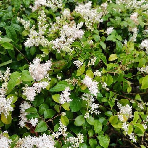 Semillas de seto de aligustre, Decoración de jardín para exteriores Ligustro lucidum - setos de semillas de jardín de arbustos de hoja perenne 250pcs