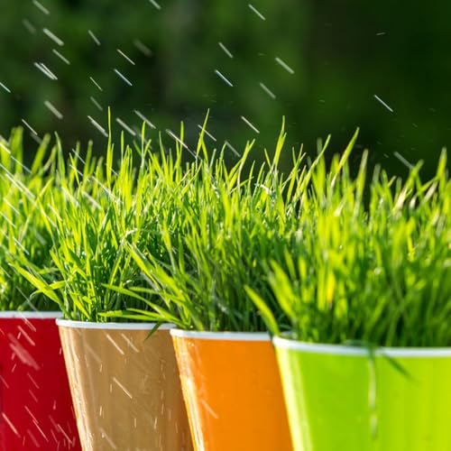 katzengras bio - katzen winterharte garten wohnzimmer katzengras fertig gewachsen züchten herbst dekoration winterharte kübelpflanzen 400samen