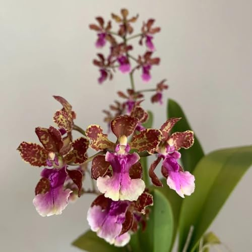 semi di orchidea oncidium - biologici per aiuola ornamentali decorazione da giardino per esterni, tappeto to resistenti all'esterno 100pcs
