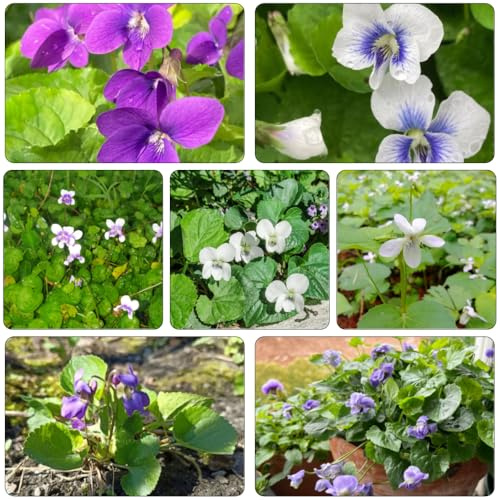 violetas fragantes - Viola odorata - decoración de sala de estar Cobertura perenne resistente jardín interior jardín primavera semillas 350pcs