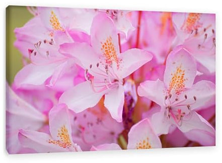 MOBYAT Bilder Floral Rosa,Bilder Blumen Leinwand,Azalee floraler rosa Hintergrund,Leinwandbilder,Bilder Auf Leinwand,Moderne Bilder Wohnzimmer70x105cm(28x41in) Innenrahmen