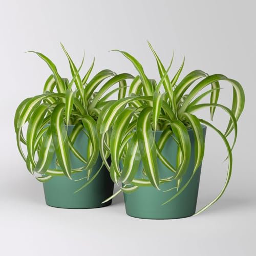 Grünlilie 'Bonnie' mit Keramiktopf Dallas seegrün, Topf-Ø 12 cm, 2 Pflanzen
