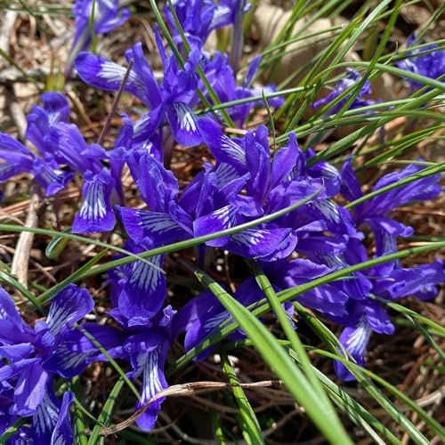 iris resistenti da giardino e da balcone iris decorazione giardino in miniatura primaverili rari selvatici balcone decorazioni per esterni interno bulbo 10bulbi