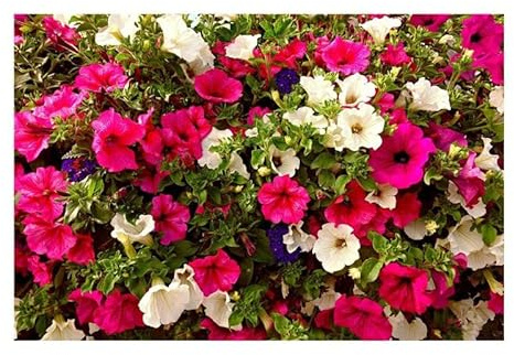 Pcs - 30x Pétunia Faible Variétés Mixte Jardin Plantes - Graines KS104 - Seeds & Plants Shop by Ipsa