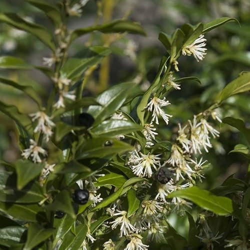 Sarcococca confusa 20-25 cm pot | Arbuste persistant, floraison hivernale parfumée, idéal massif & sous-bois